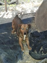 MOMROO, Hund, Dackel-Mix in Rumänien - Bild 26