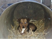 MOMROO, Hund, Dackel-Mix in Rumänien - Bild 27