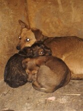 MOMROO, Hund, Dackel-Mix in Rumänien - Bild 28
