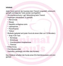 MOMROO, Hund, Dackel-Mix in Rumänien - Bild 29