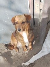 MOMROO, Hund, Dackel-Mix in Rumänien - Bild 3