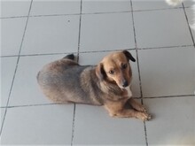 MOMROO, Hund, Dackel-Mix in Rumänien - Bild 4