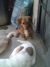 MOMROO, Hund, Dackel-Mix in Rumänien - Bild 6