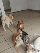 MOMROO, Hund, Dackel-Mix in Rumänien - Bild 9