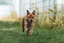 DZEKI, Hund, Mischlingshund in Bad Wünnenberg - Bild 10