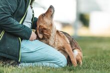 DZEKI, Hund, Mischlingshund in Bad Wünnenberg - Bild 15