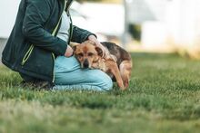 DZEKI, Hund, Mischlingshund in Bad Wünnenberg - Bild 16