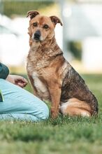DZEKI, Hund, Mischlingshund in Bad Wünnenberg - Bild 17