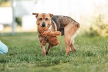 DZEKI, Hund, Mischlingshund in Bad Wünnenberg - Bild 20