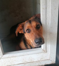 KANA, Hund, Mischlingshund in Kroatien - Bild 1