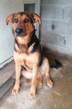 KANA, Hund, Mischlingshund in Kroatien - Bild 3