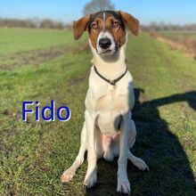 FIDO, Hund, Mischlingshund in Osterholz-Scharmbeck - Bild 1