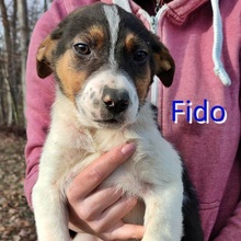 FIDO, Hund, Mischlingshund in Osterholz-Scharmbeck - Bild 5
