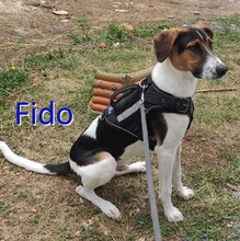 FIDO, Hund, Mischlingshund in Osterholz-Scharmbeck - Bild 6