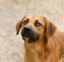 LUCA, Hund, Mischlingshund in Griechenland - Bild 1