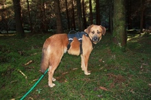 LUCA, Hund, Mischlingshund in Griechenland - Bild 4