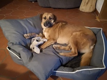 LUCA, Hund, Mischlingshund in Griechenland - Bild 5