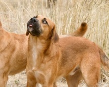 LUCA, Hund, Mischlingshund in Griechenland - Bild 6