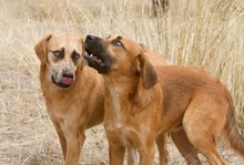 LUCA, Hund, Mischlingshund in Griechenland - Bild 7