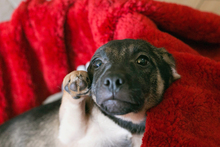 BELLA, Hund, Mischlingshund in Kroatien - Bild 1