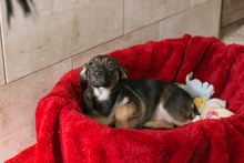 BELLA, Hund, Mischlingshund in Kroatien - Bild 3