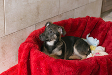 BELLA, Hund, Mischlingshund in Kroatien - Bild 5