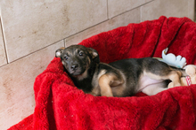 BELLA, Hund, Mischlingshund in Kroatien - Bild 7