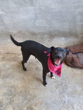 BETTY, Hund, Mischlingshund in Portugal - Bild 3