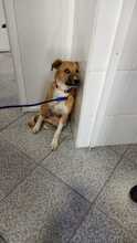 MINA, Hund, Mischlingshund in Spanien - Bild 5