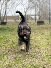 BRIOS, Hund, Terrier-Mix in Ungarn - Bild 2