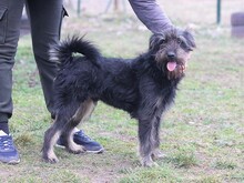 BRIOS, Hund, Terrier-Mix in Ungarn - Bild 3