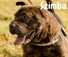 SZIMBA, Hund, Mischlingshund in Ungarn - Bild 1
