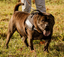 SZIMBA, Hund, Mischlingshund in Ungarn - Bild 2