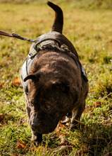 SZIMBA, Hund, Mischlingshund in Ungarn - Bild 3