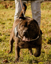 SZIMBA, Hund, Mischlingshund in Ungarn - Bild 4