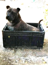 SZIMBA, Hund, Mischlingshund in Ungarn - Bild 5