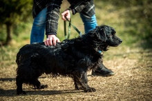 WILLSMITH, Hund, Mischlingshund in Ungarn - Bild 2