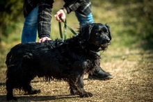 WILLSMITH, Hund, Mischlingshund in Ungarn - Bild 3