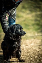 WILLSMITH, Hund, Mischlingshund in Ungarn - Bild 6