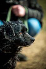 WILLSMITH, Hund, Mischlingshund in Ungarn - Bild 8