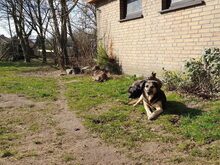 FOX, Hund, Mischlingshund in Heede - Bild 7