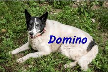 DOMINO, Hund, Mischlingshund in Nackenheim - Bild 10