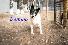 DOMINO, Hund, Mischlingshund in Nackenheim - Bild 11
