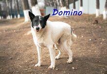 DOMINO, Hund, Mischlingshund in Nackenheim - Bild 12