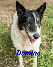DOMINO, Hund, Mischlingshund in Nackenheim - Bild 13