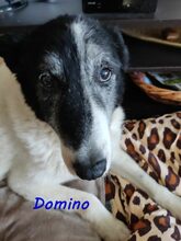 DOMINO, Hund, Mischlingshund in Nackenheim - Bild 7