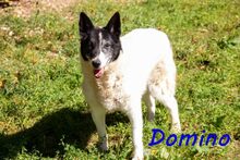 DOMINO, Hund, Mischlingshund in Nackenheim - Bild 8