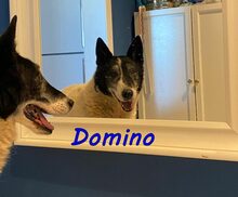 DOMINO, Hund, Mischlingshund in Nackenheim - Bild 9