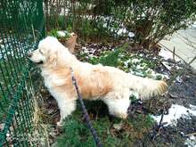 PERRY, Hund, Mischlingshund in Bulgarien - Bild 1