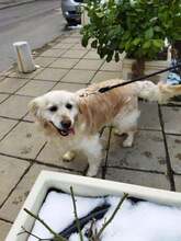 PERRY, Hund, Mischlingshund in Bulgarien - Bild 3